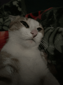 a brown and white cat is laying on a bed