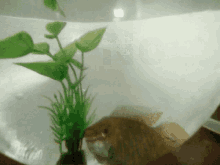 Real Fish No Iam Out GIF