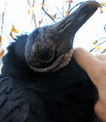Black Vulture Bird GIF - Black Vulture Bird Vulture GIFs