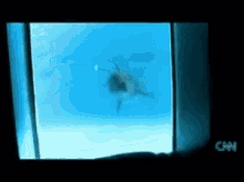 Somersault Dolphin GIF - Somersault Dolphin Animal Tricks GIFs