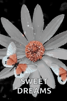 Sweet Dreams Daisy GIF - Sweet Dreams Daisy Flowers GIFs