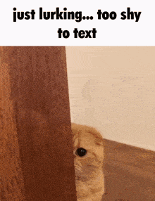a picture of a cat peeking out from behind a wooden wall with the caption just lurking too shy to text