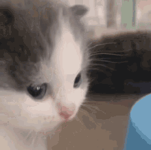Cute Kitten Meme GIFs | Tenor