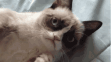 Smile Cat GIF - Smile Cat Selfie GIFs