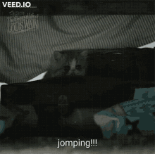 Kitten Jumping GIF