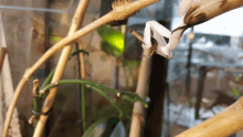 Orchid Mantis Eating GIF - Orchid Mantis Eating Preying GIFs