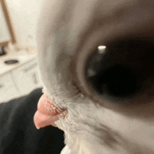 a close up of a white cat 's eye with a red tongue sticking out .