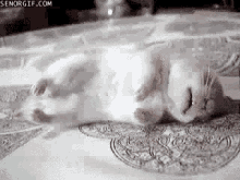 Mouse Sleeping GIF - Mouse Sleeping Calm GIFs