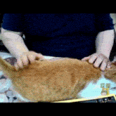 a person is petting a cat on a keyboard with a cat on it