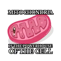 mitochondria is the powerhouse of the cell with a picture of a cell