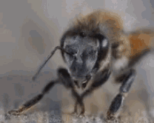 Bee Wasp GIF - Bee Wasp GIFs