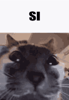 Meme Cats GIF - Meme Cats GIFs