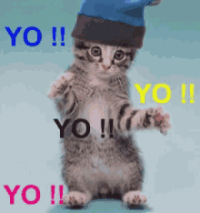 Yo Kitten GIF - Yo Kitten GIFs