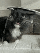 Cat Silly GIF - Cat Silly Cute GIFs