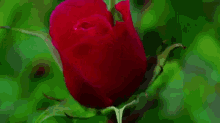 Rose Bloom GIF - Flowers Bloom Rose GIFs