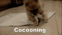 Cocooning GIF