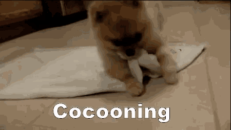 Cocooning GIF - Cocooning Cuddle Snuggle - Discover & Share GIFs