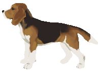 a brown and white dog with a white tail is standing on a white background