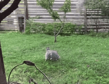 a rabbit is laying in the grass in front of a fence