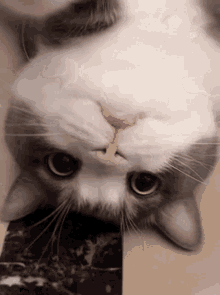 Tudou Mr Potato Cat GIF - Tudou Mr Potato Cat Cat Funny GIFs