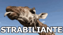 Strabiliante Favoloso Bellissimo Lingua Fuori Giraffa GIF - Amazing Awesome Beautiful GIFs