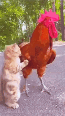 Rooster Cat GIF