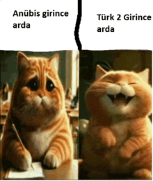 a picture of a sad cat next to a picture of a cat smiling