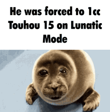 He Was Forced To1cc Touhou15 Sad Seal GIF