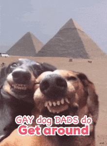 two dogs taking a selfie with the words gay dog dads do get around