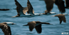 birds flying floating our planet coastal seas