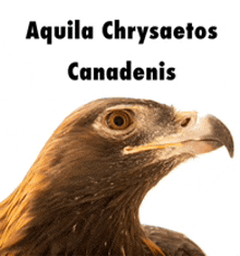 a close up of an eagle with the words aquila chrysaetos canadensis behind it