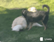 Googz Fight GIF - Googz Fight Dog GIFs