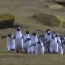 Soobkitty Penguins GIF - Soobkitty Penguins GIFs