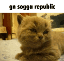 republic sogga