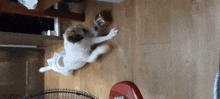 Jackrussell Terrier GIF - Jackrussell Terrier Dog GIFs