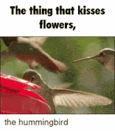 Batuque Jyungo GIF - Batuque Jyungo Hummingbird GIFs