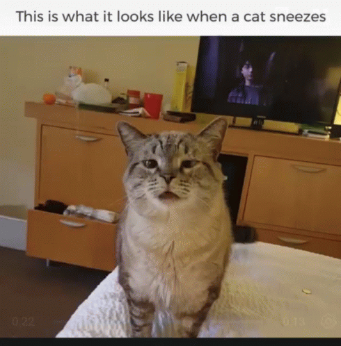 Funny Animals This Is What It Looks Like When A Cat Sneezes GIF - Funny  Animals This Is What It Looks Like When A Cat Sneezes Cat - Discover &  Share GIFs