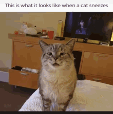 Funny Animals This Is What It Looks Like When A Cat Sneezes GIF - Funny Animals This Is What It Looks Like When A Cat Sneezes Cat GIFs