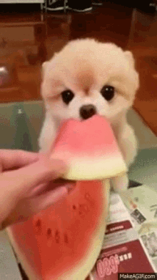 Dog Watermelon GIF - Dog Watermelon Eating Watermelon GIFs