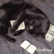 The Cat Is Playing With The Money Viralhog GIF