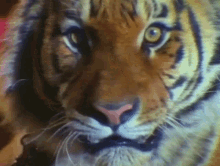 Tigers Tiger Staring GIF - Tigers Tiger Staring Wild Jungle Animals GIFs