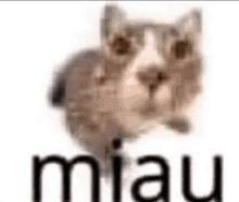 Miau GIF - Miau GIFs