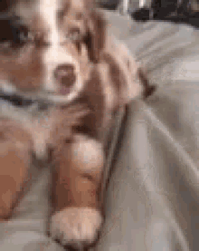 Pupper Puppies GIF - Pupper Puppies Dogs GIFs