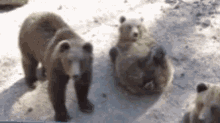 Chilling Wave GIF - Chilling Wave Bear GIFs