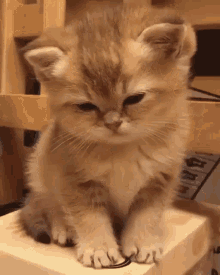 Kitten Sleep GIF - Kitten Sleep Asleep GIFs