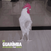Fail Chicken GIF - Fail Chicken Pet GIFs