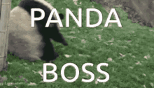 Panda Boss GIF