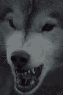 wolf angry