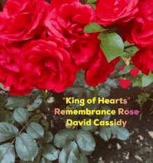 david cassidy kingof hearts the cassidy rose