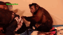 Whats This Capuchin Monkey GIF - Whats This Capuchin Monkey Monkeyboo GIFs